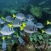 surgeonfish_razor_mos_h_0078_ecu0141.jpg